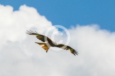 Adulter Rotmilan im Flug