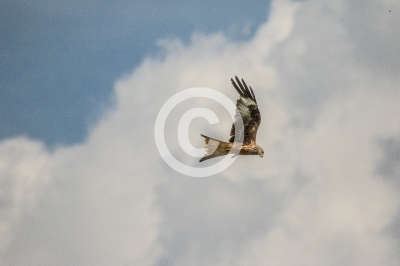 Adulter Rotmilan im Flug