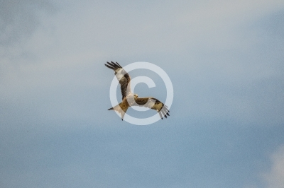 Adulter Rotmilan schreit im Flug