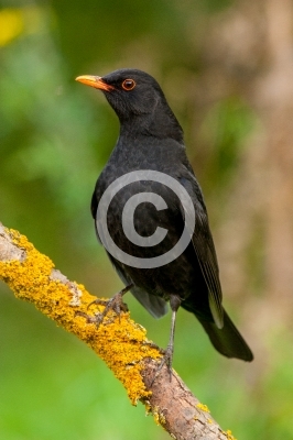 Amsel