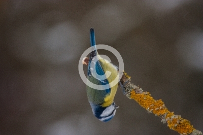 Blaumeise turnt kopfüber