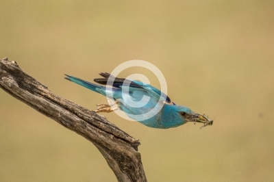 Blauracke im Flug - Start