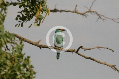 Blauracke mit Feldgrille im Schnabel