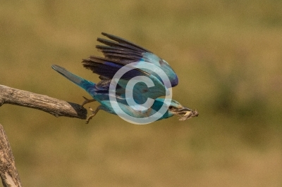 Blauracke mit Heuschrecke im Schnabel