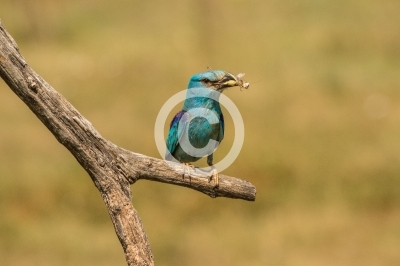 Blauracke mit Heuschrecke im Schnabel