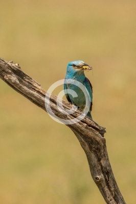 Blauracke mit Heuschrecke im Schnabel