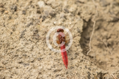 Blutrote Heidelibelle