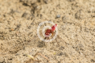 Blutrote Heidelibelle