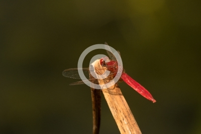 Blutrote Heidelibelle