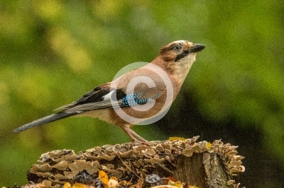 Eichelhäher im Regen