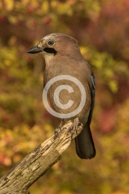 Eichelhäher vor Herbstlaub