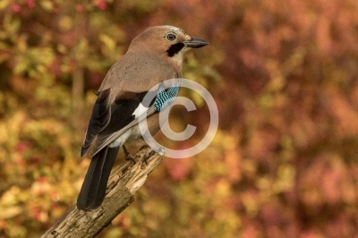 Eichelhäher vor Herbstlaub