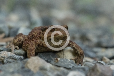Erdkröte auf der Wanderung