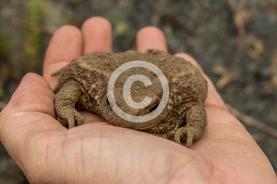 Erdkröte auf einer Hand