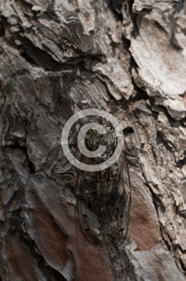 Eschenzikade auf Kiefer