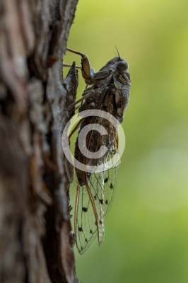 Eschenzikade auf Kiefer