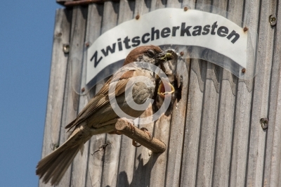 Feldsperling füttert Junges mit Heuschrecken