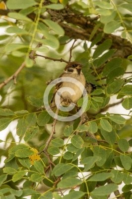 Feldsperling in Robinie