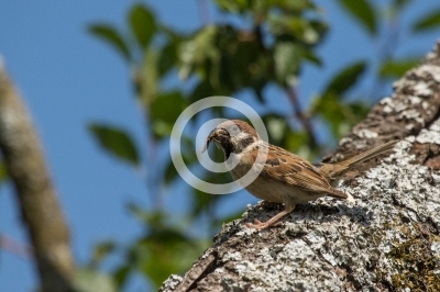 Felsperling auf Pflaumenbaum mit Raupe im Schnabel