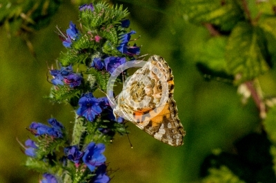 Flügelunterseite des Distelfalters