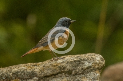 Gartenrotschwanz, Männchen