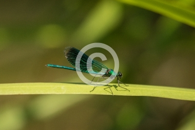 Gebänderte Prachtlibelle