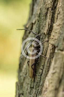 Heldbock auf einem Baum (Robinie)