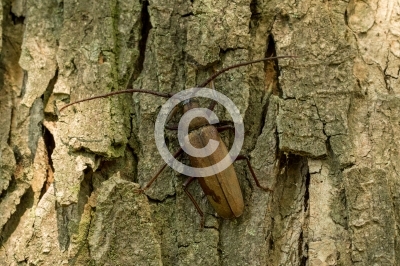 Heldbock auf einem Baum (Robinie)