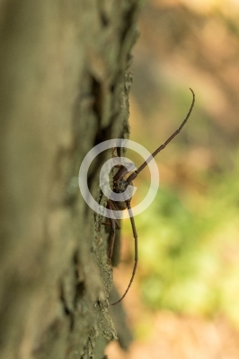 Heldbock auf einem Baum (Robinie)