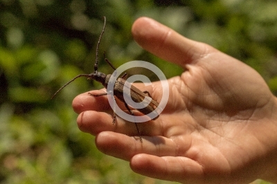 Heldbock auf einer Hand