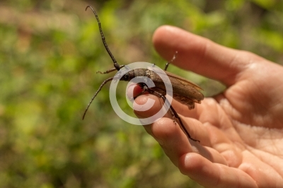 Heldbock auf einer Hand