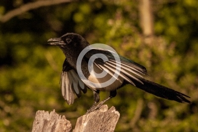 Junge Elster (Pica pica) bettelt