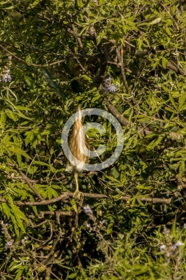 Junge Zwergdommel tarnt sich