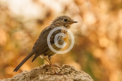 Junges Rotkehlchen