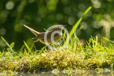 Juvenile Nachtigall im Gegenlicht
