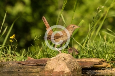 Juvenile Nachtigall stelzt