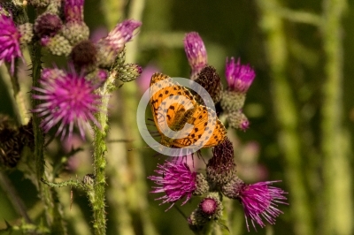 Kaisermantel auf Distel