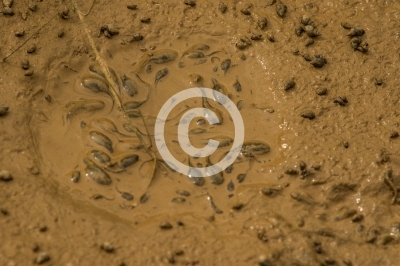 Amphibien und Reptilien (20)