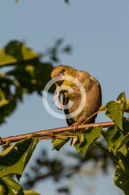 Kernbeißer kratzt sich