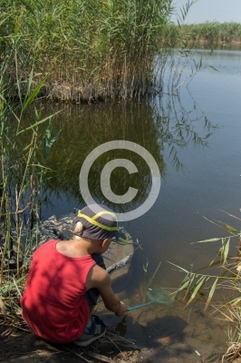 Kleiner Junge fängt Kaulquappen
