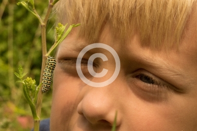 Kleiner Junge schaut Raupe an