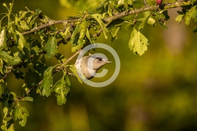 Mönchsgrasmücke turnt an Weißdorn