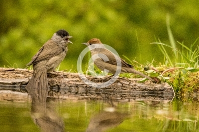 Mönchsgrasmücken streiten