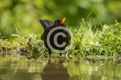 Männliche Amsel trinkt