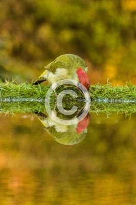 Männlicher Grünspecht