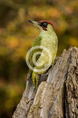 Männlicher Grünspecht