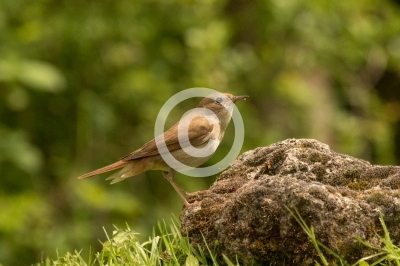 Nachtigall auf Stein