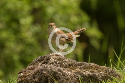 Nachtigall mit gekreuztem Schnabel