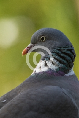 Porträt einer Ringeltaube