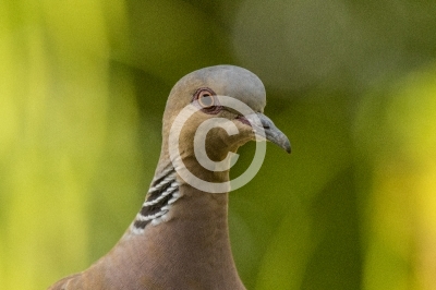 Porträt einer Turteltaube